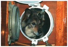 Ein Hund.