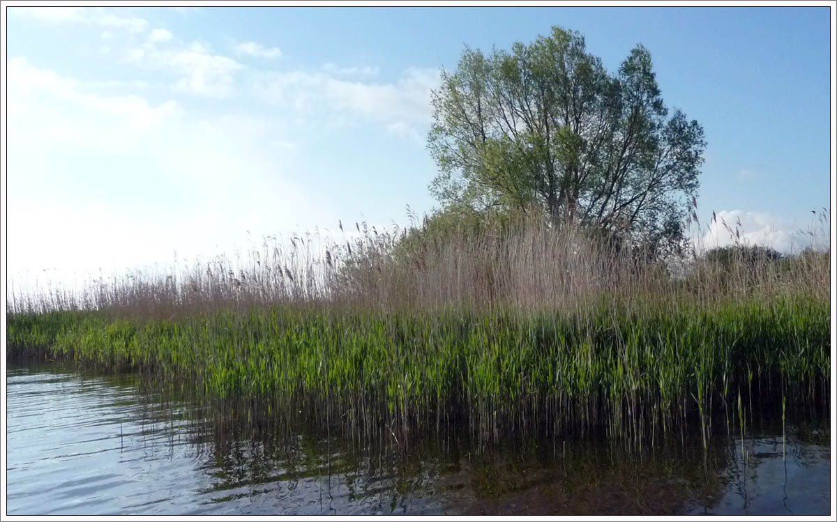 Natur in Friesland